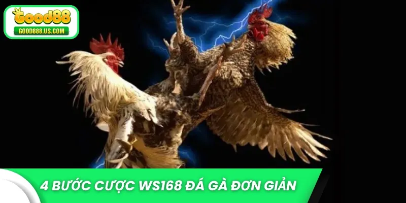 4 bước cược WS168 đá gà đơn giản