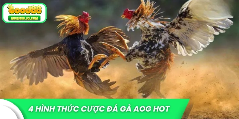 4 hình thức cược đá gà AOG HOT