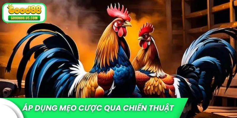 Áp dụng mẹo cược đá gà hay qua chiến thuật tâm lý