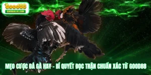 Mẹo Cược Đá Gà Hay - Bí Quyết Đọc Trận Chuẩn Xác Từ Good88