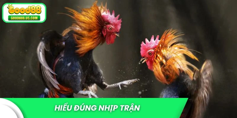 Mẹo cược đá gà hay dựa vào nhịp trận đấu