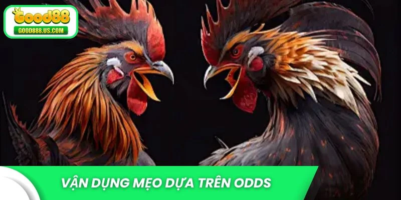 Vận dụng mẹo cược đá gà hay theo chu kỳ odds